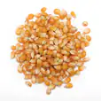 A pile of corn on a white background available for popcorn machine hire.